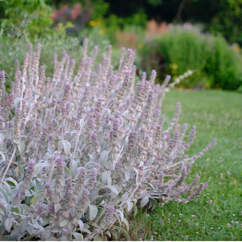 Oreja de conejo (Stachys Byzantina)
