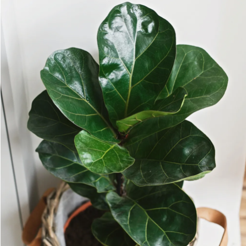 Pandurata M19