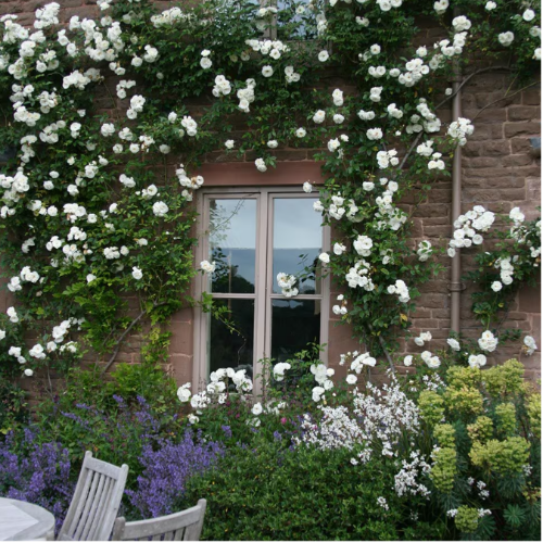 Rosa Iceberg Trepadora