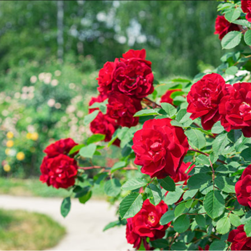 Rosal 7L