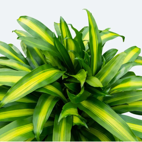 Dracena Masageana M14