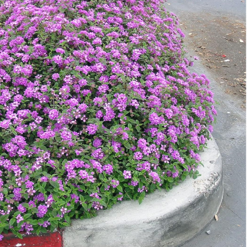 Lantana Rastrera 3L