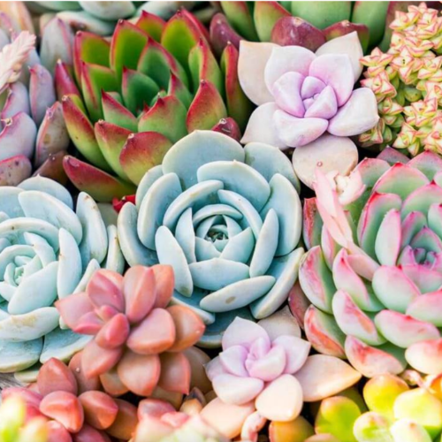Cactus N8