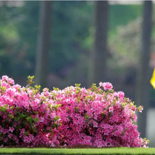 Azalea de jardin 8L