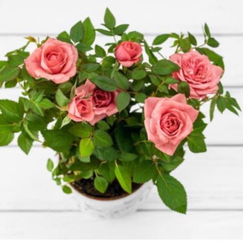 Rococo 3L
