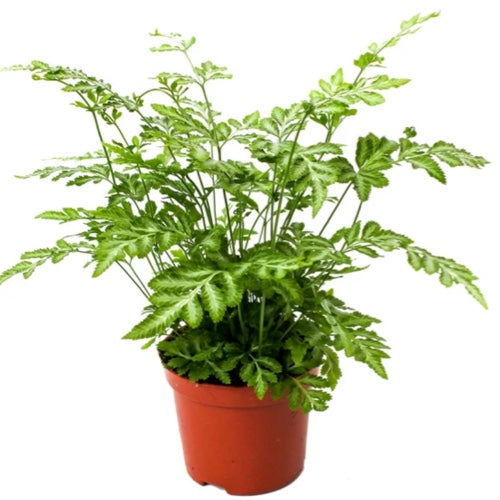 Helecho Pteris Alba M14