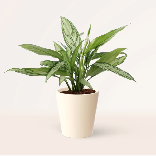 Aglonema Silver M14