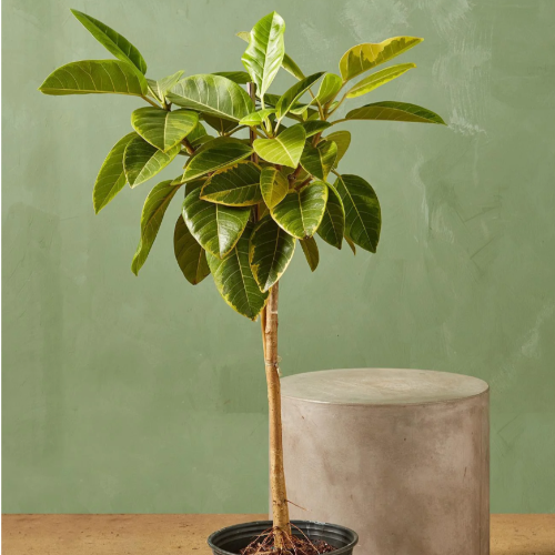 Gomero Altissima M19
