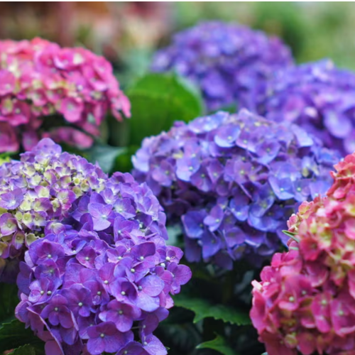 Hortensia s12