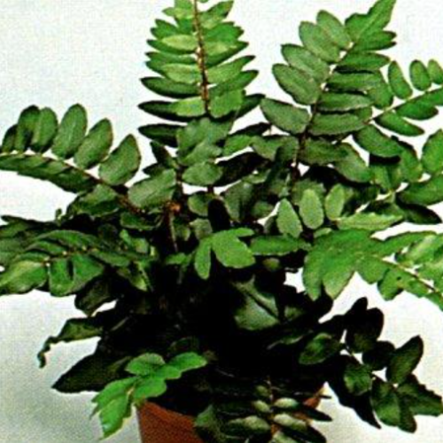 Pilea Falcata