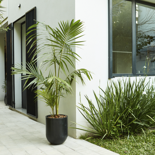 Palmera Seafortea 3L