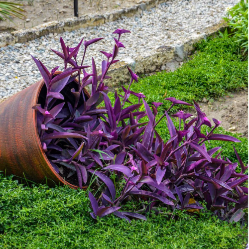 Tradiscantia Morada