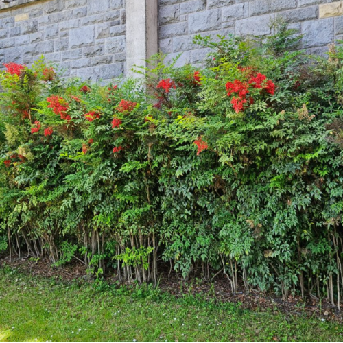 Nandina Doméstica 3L
