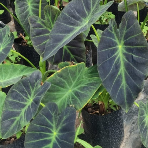 Colocasia Black Beauty 5L