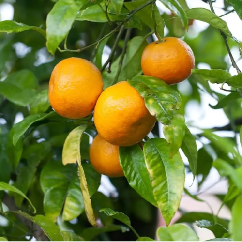 Mandarina MURKOT