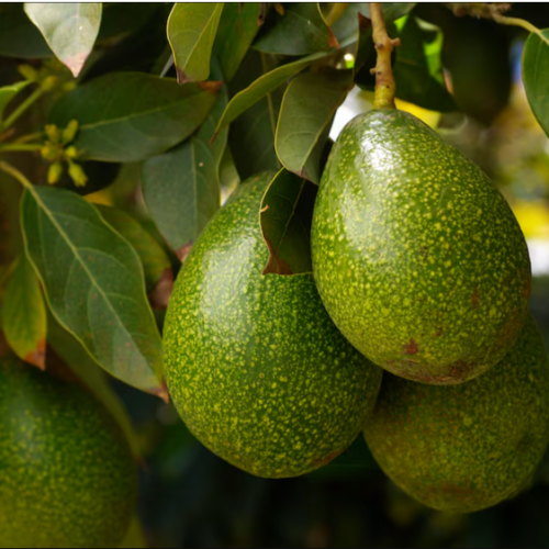 Palta 3L