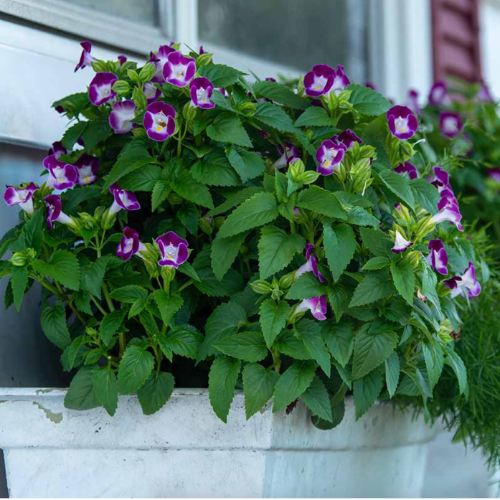 Torenia