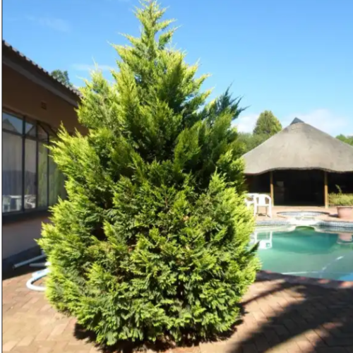Lambertiana aurea 5L