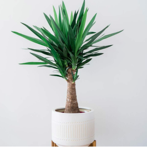 Yuca 5L