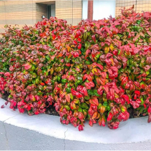 Nandina Firepower 5L