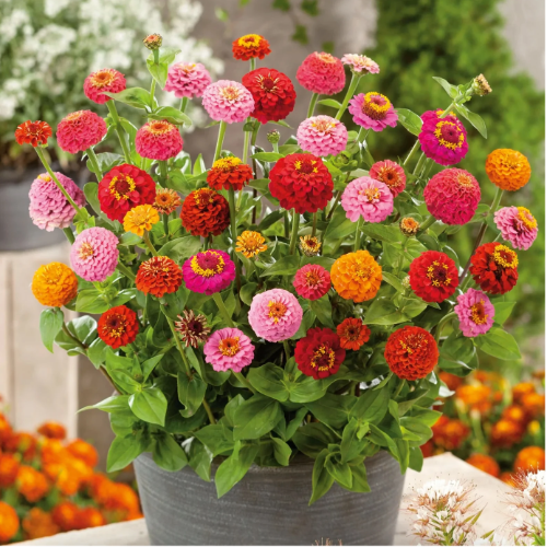 OR Zinnia Mini Plantin