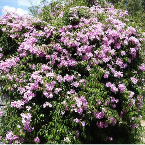 Bignonia Jazminoide Disciplianda