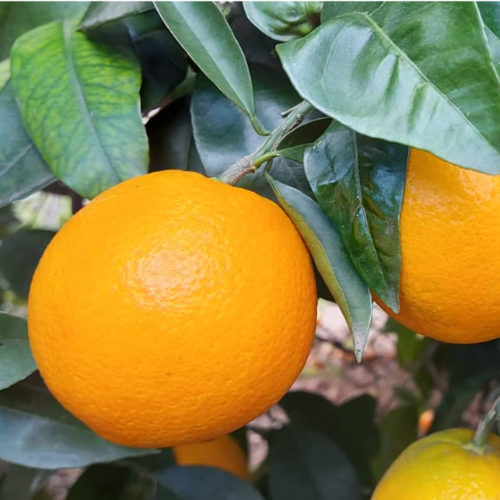 Naranja DE OMBLIGO New Hall