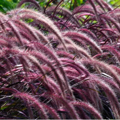 Penisetum Rubra