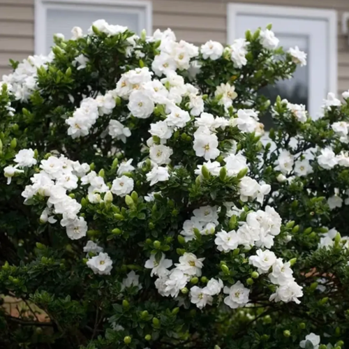 Jazmin del Cabo Injertado 4L