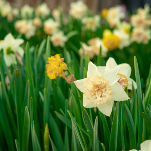 Narciso