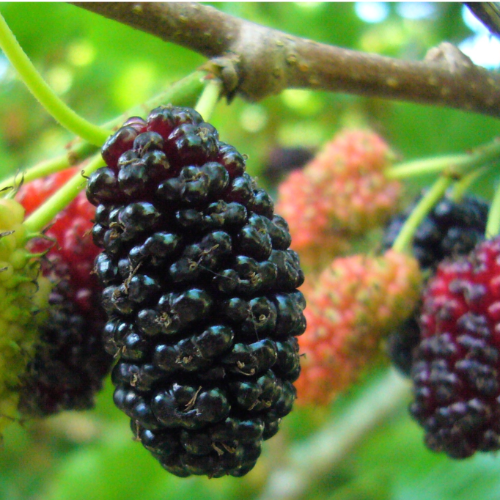 Mora de Fruto