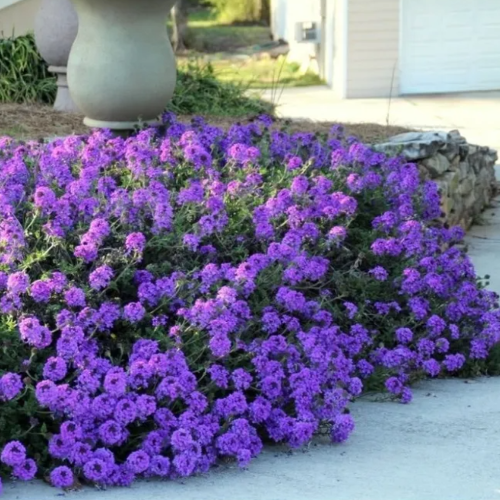 Verbena 3L