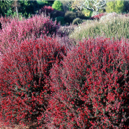 Lectospermun 3L