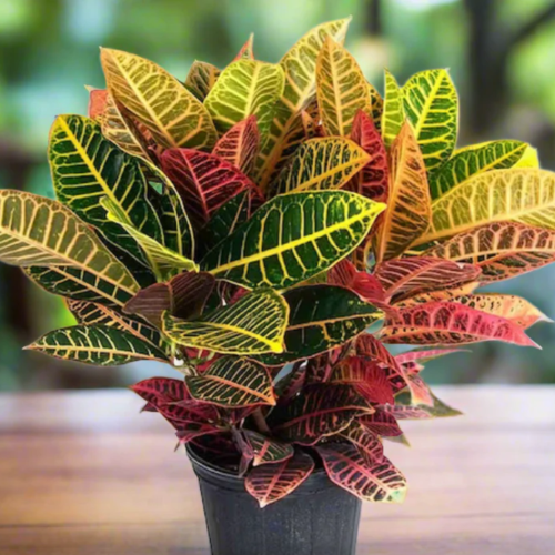Croton Petra M15
