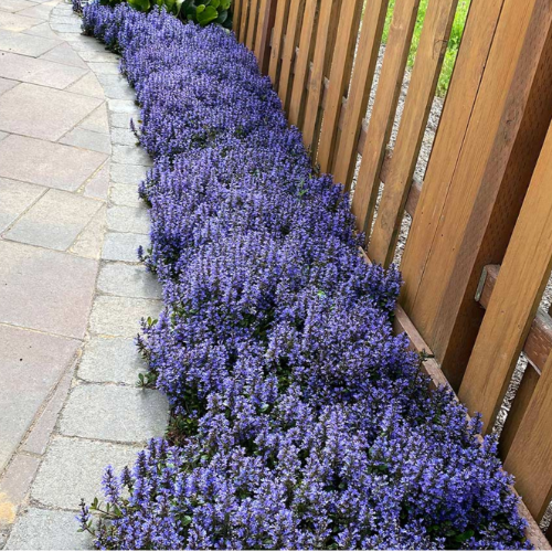 Ajuga S12