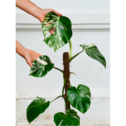 Monstera Variegada 10L