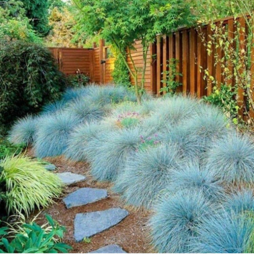festuca glauca s12