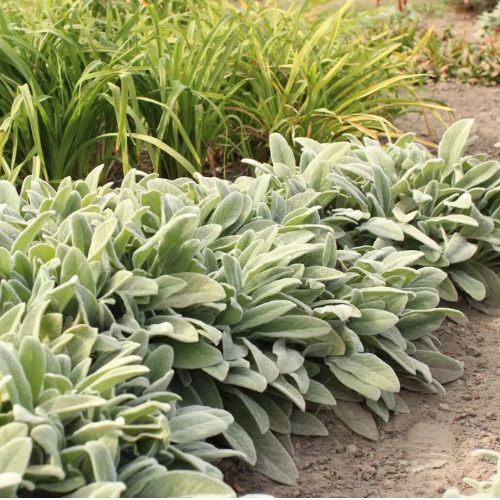 Stachys Lanata
