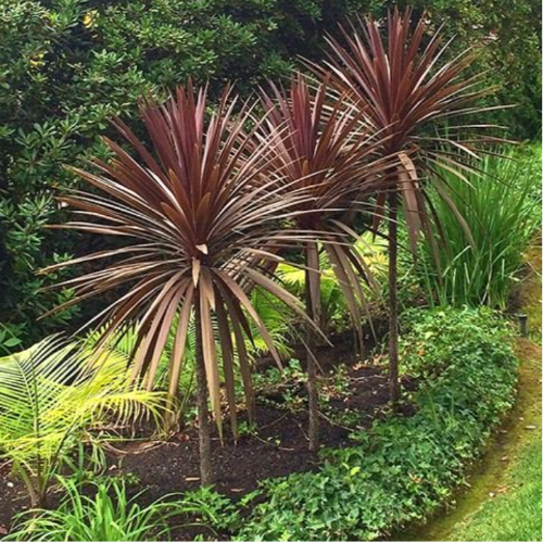 Dracena indivisa Rubra 4L
