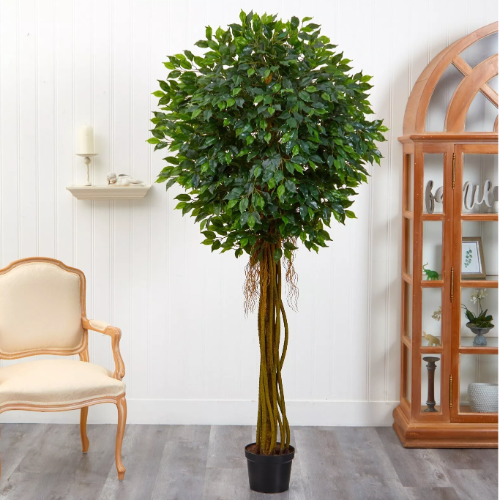 Ficus Topiario