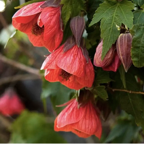 Abutilon
