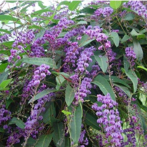Handerbergia 3L