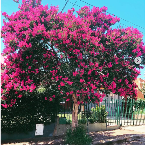 Crespon ARBOL GRANDE