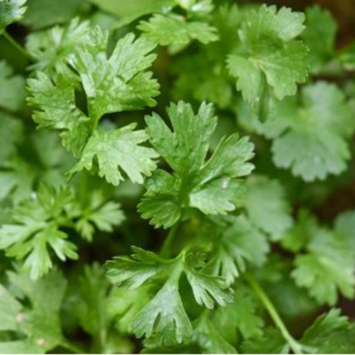 Cilantro