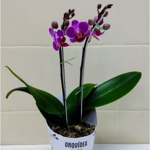 Orquidea Phalenopsis BLANCA