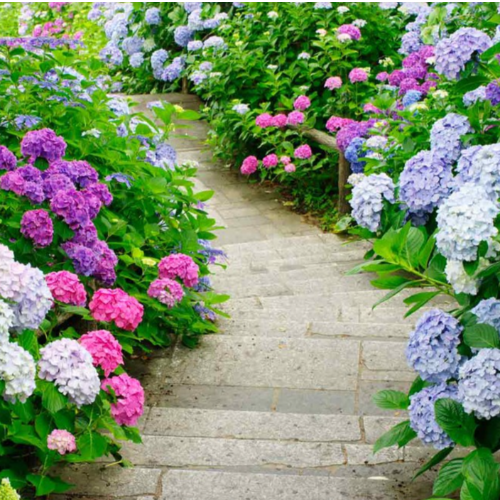 Hortensia 5L
