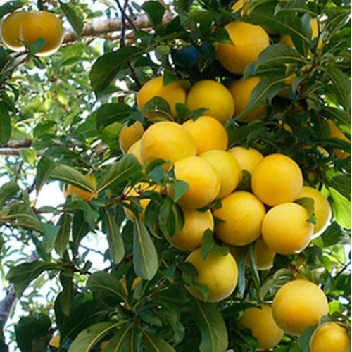 Ciruela cristal