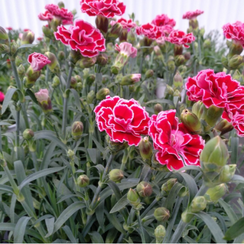Clavel 3L