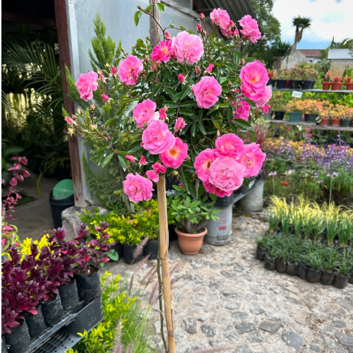 Rosa Topiario