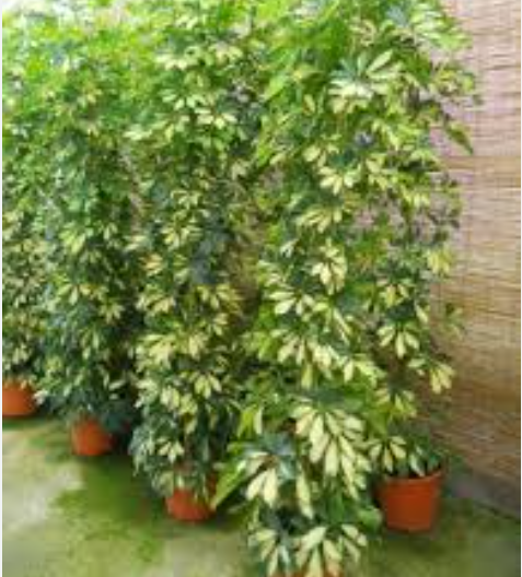 Aralia Matizada